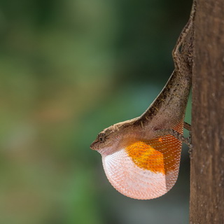 Carara - Dry forest anole with dewlap